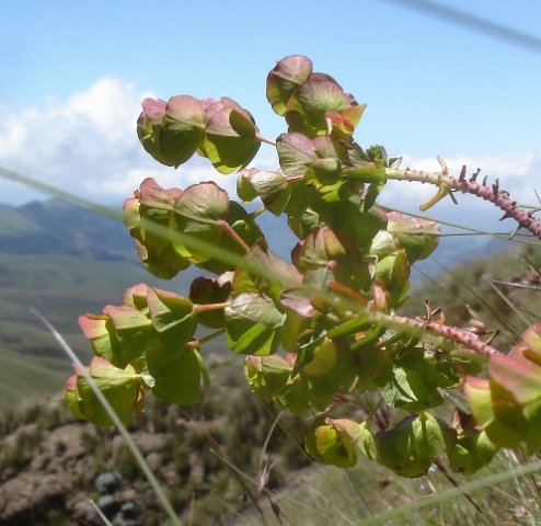 Euphorbia natalensis cyathia